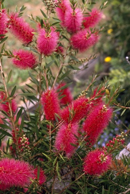 APII jpeg image of Callistemon 'Perth Pink'  © contact APII