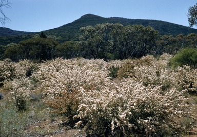 APII jpeg image of Calytrix tetragona  © contact APII