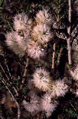 APII jpeg image of Melaleuca adnata  © contact APII