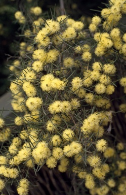 APII jpeg image of Melaleuca glomerata  © contact APII