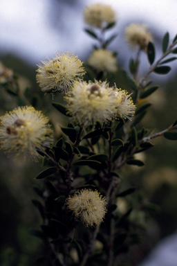 APII jpeg image of Melaleuca hnatiukii  © contact APII