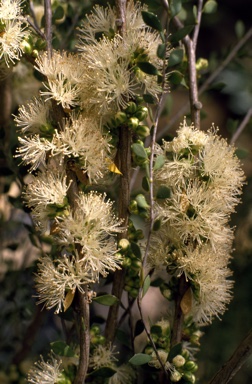 APII jpeg image of Melaleuca lateriflora  © contact APII