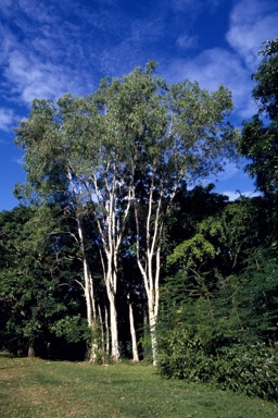 APII jpeg image of Melaleuca leucadendra  © contact APII