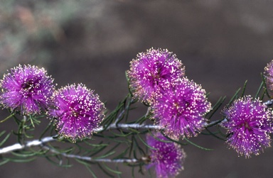 APII jpeg image of Melaleuca leuropoma  © contact APII