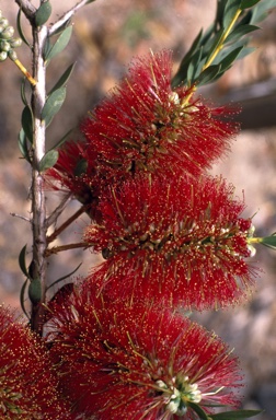 APII jpeg image of Melaleuca macronychia  © contact APII