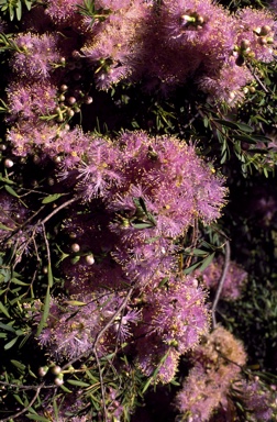 APII jpeg image of Melaleuca radula  © contact APII