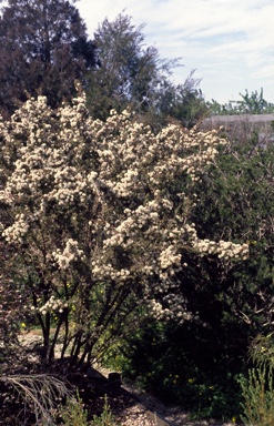 APII jpeg image of Melaleuca torquata  © contact APII