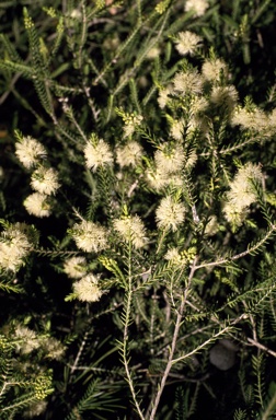 APII jpeg image of Melaleuca quadrifaria  © contact APII