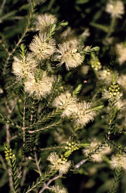 APII jpeg image of Melaleuca quadrifaria  © contact APII