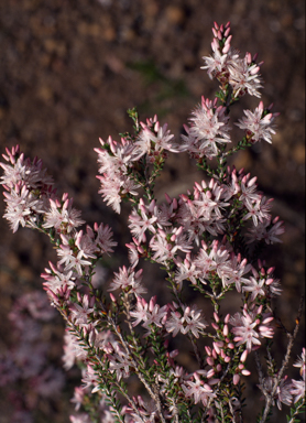 APII jpeg image of Calytrix glaberrima  © contact APII