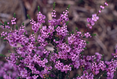 APII jpeg image of Thryptomene baeckeacea  © contact APII