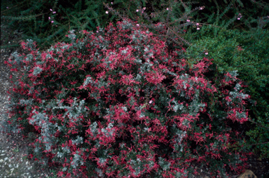 APII jpeg image of Grevillea lavandulacea  © contact APII