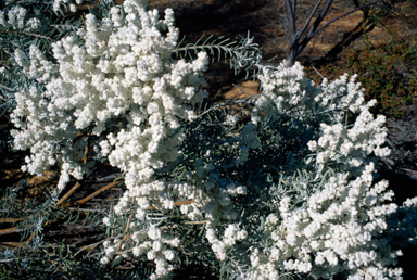 APII jpeg image of Lachnostachys eriobotrya  © contact APII