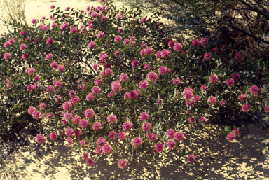 APII jpeg image of Melaleuca conothamnoides  © contact APII