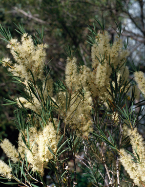 APII jpeg image of Melaleuca linophylla  © contact APII