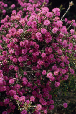 APII jpeg image of Melaleuca spathulata  © contact APII