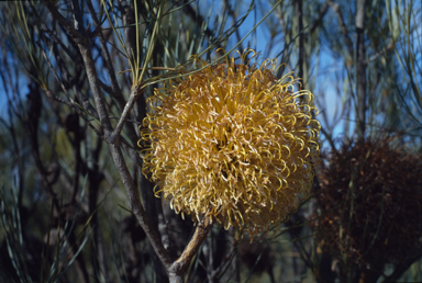 APII jpeg image of Banksia sphaerocarpa var. dolichostyla  © contact APII