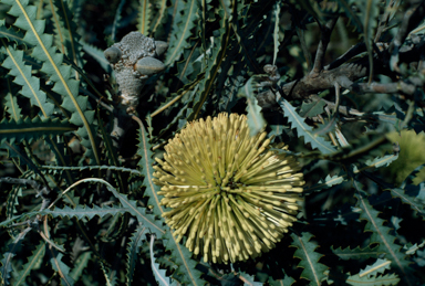 APII jpeg image of Banksia elegans  © contact APII