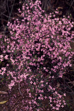 APII jpeg image of Boronia edwardsii  © contact APII