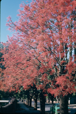 APII jpeg image of Brachychiton acerifolius  © contact APII