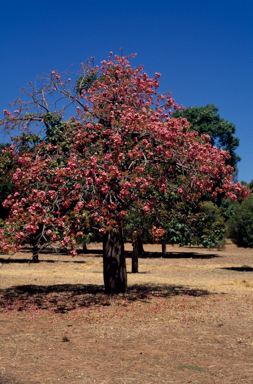 APII jpeg image of Brachychiton discolor  © contact APII