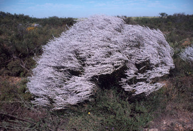 APII jpeg image of Conospermum stoechadis  © contact APII