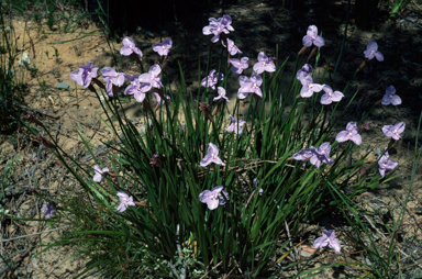 APII jpeg image of Patersonia occidentalis  © contact APII