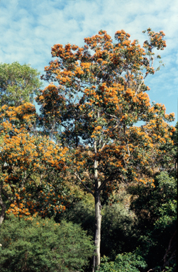 APII jpeg image of Auranticarpa rhombifolia  © contact APII