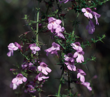 APII jpeg image of Prostanthera spinosa  © contact APII