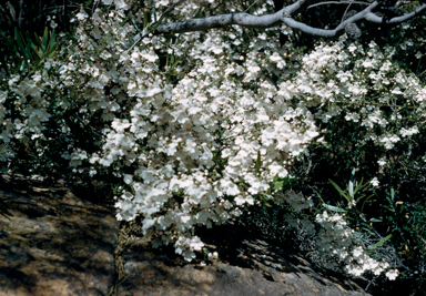 APII jpeg image of Prostanthera spinosa  © contact APII