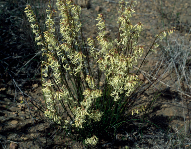 APII jpeg image of Stackhousia aspericocca  © contact APII