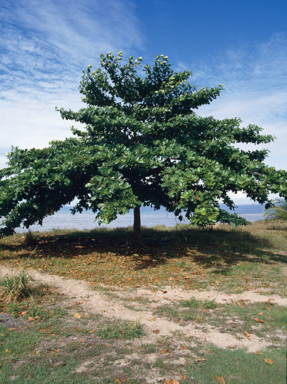 APII jpeg image of Terminalia catappa  © contact APII