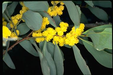 APII jpeg image of Acacia obliquinervia  © contact APII