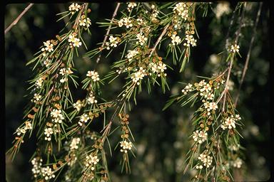 APII jpeg image of Baeckea linifolia  © contact APII