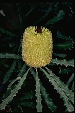 APII jpeg image of Banksia pilostylis  © contact APII