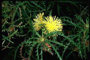 APII jpeg image of Banksia polycephala  © contact APII