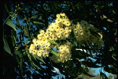 APII jpeg image of Corymbia gummifera  © contact APII