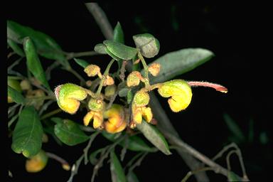 APII jpeg image of Grevillea chrysophaea  © contact APII