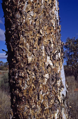 APII jpeg image of Eucalyptus gongylocarpa  © contact APII