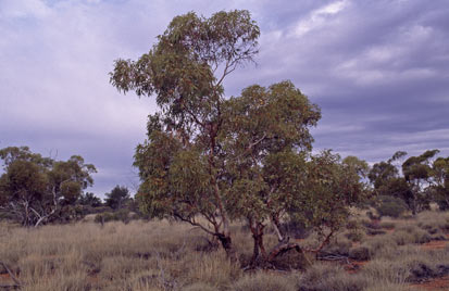 APII jpeg image of Eucalyptus canescens subsp. beadellii  © contact APII