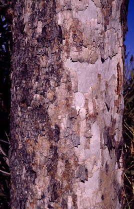 APII jpeg image of Corymbia chippendalei  © contact APII