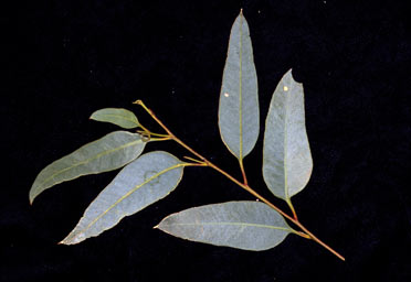 APII jpeg image of Eucalyptus concinna  © contact APII