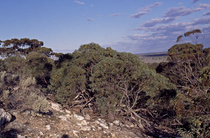 APII jpeg image of Eucalyptus diversifolia subsp. hesperia  © contact APII