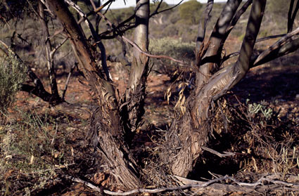 APII jpeg image of Eucalyptus effusa  © contact APII