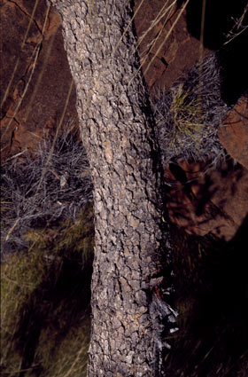 APII jpeg image of Corymbia eremaea  © contact APII