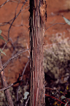 APII jpeg image of Eucalyptus ewartiana  © contact APII