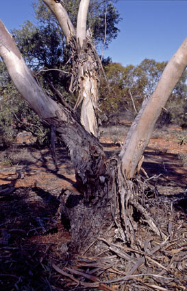 APII jpeg image of Eucalyptus oleosa subsp. oleosa  © contact APII