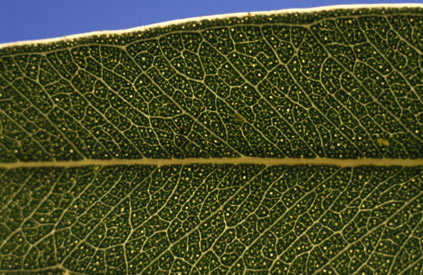 APII jpeg image of Eucalyptus gillenii  © contact APII