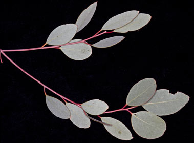 APII jpeg image of Eucalyptus glomerosa  © contact APII