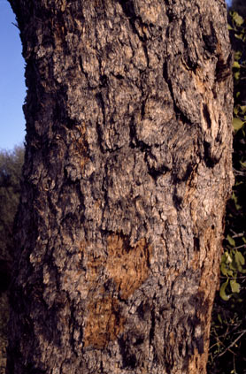 APII jpeg image of Corymbia lenziana  © contact APII